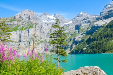 Oeschinen Gölü, İsviçre Oeschinensee pembe Alp çiçekleri ile güneşli bir günde fotoğraflandı. Arka planda kayalık dağları olan turkuaz göl. Alp manzarası. Seyahat noktaları