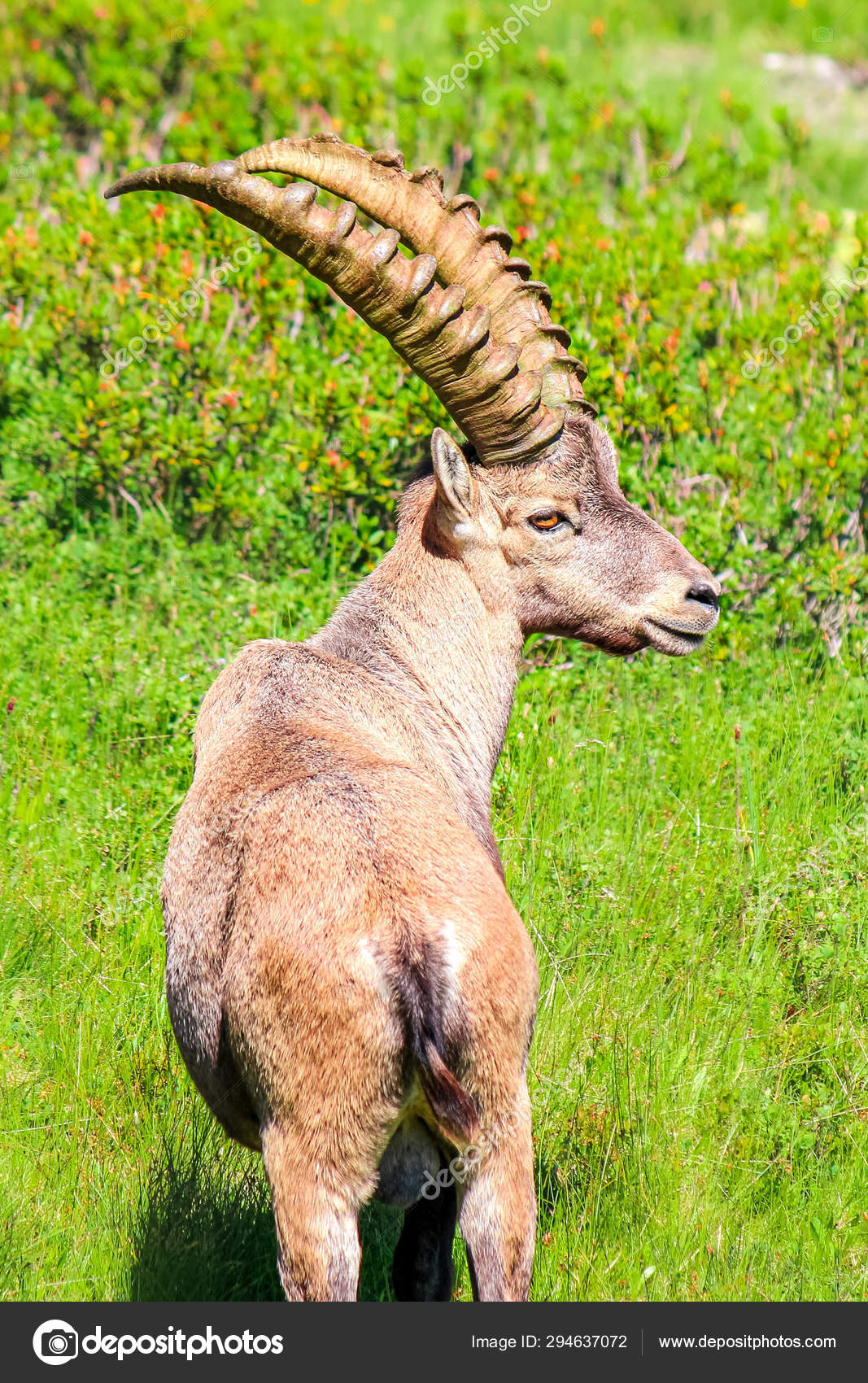 Vertical photo of Alpine ibex on green pasture near Chamonix, French Alps. Profile view. Wild goat, male, horns. Known as steinbock, bouquetin, or simply ibex. Wild animals. Mountain animals Stock Photo by © Vertical photo of Alpine ibex on green pasture near Chamonix, French Alps. Profile view. Wild goat, male, horns. Known as steinbock, bouquetin, or simply ibex. Wild animals. Mountain animals Stock Photo by ©