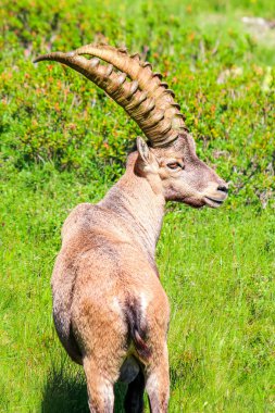 Chamonix, Fransız Alpleri yakınlarındaki yeşil otlak üzerinde Alp ibex dikey fotoğraf. Profil görünümü. Yaban keçisi, erkek, boynuz. Steinbock, bouquetin, ya da sadece ibex olarak bilinir. Vahşi hayvanlar. Dağ hayvanları