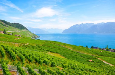 Cenevre Gölü'nün yamaçlarında güzel teraslı üzüm bağları. İsviçre yaz sonunda fotoğraflandı. Riex köyünden manzara. Lavaux şarap bölgesi, Unesco Mirası. İsviçre yaz