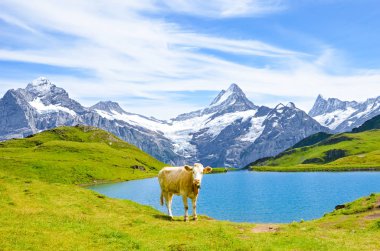 İsviçre Alpleri'nde güzel Bachalpsee önünde resimleri için poz. Arka planda ünlü dağlar Eiger, Jungfrau ve Monch. İnek Alpleri. Yaz sonunda İsviçre. Karla kaplı dağlar