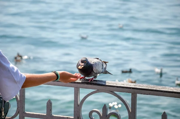 Woman hand feeding pigeon by the lake. Water in the background. Feeding pigeons, animals. Birds in the city. Feeding birds might be illegal in some countries. Ban, forbidden — Stock Photo, Image