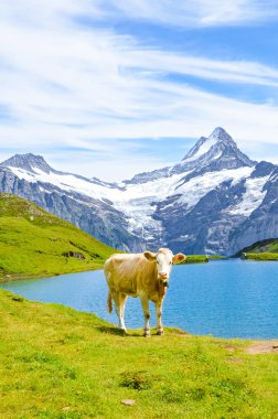 İsviçre Alpleri'nde güzel Bachalpsee önünde duran. Arka planda ünlü dağlar Eiger, Jungfrau ve Monch. Alp. İsviçre doğası. Karla kaplı dağlar. Yaban hayatı, sığır