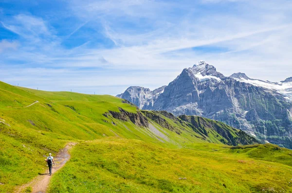 Senderista en los Alpes suizos caminando con bastones de senderismo. Montañas Jungfrau, Eiger y Monch en el fondo. Caminar nórdico. Actividades al aire libre. Paisaje alpino, sendero. Trail. Suiza verano — Foto de Stock