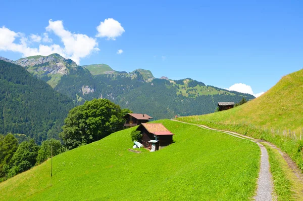 Zöld alpesi táj felett Lauterbrunnen Svájcban elfoglalták a nyári szezonban. Zöld rétek, jellegzetes faházak. Svájci Alpokban, sziklák és hegyek. A nyomvonal vezető üdülőhely Wengen — Stock Fotó