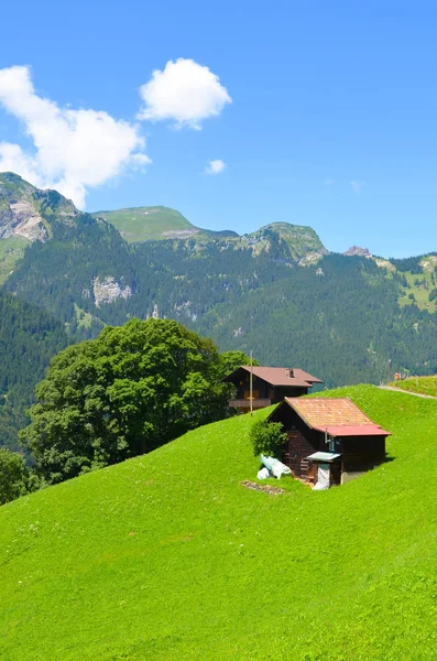 Úžasná alpská krajina nad Lauterbrunnenem ve Švýcarsku, zachycená v letní sezóně. Zelené louky, typické dřevěné chaty. Švýcarské Alpy, skály a vrcholy. Túra vedoucí k rekreačním Wengenu — Stock fotografie