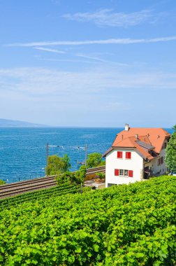 Cenevre Gölü kıyısında giden doğal demiryolu, İsviçre Lac Leman. Bitişik yamaçta yeşil üzüm bağı. Lavaux şarap bölgesi. İsviçre yazı. Demiryolu, demiryolu rayları. Dikey fotoğrafçılık