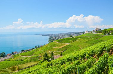 Lavaux şarap bölgesinde çarpıcı manzara, İsviçre. Cenevre Gölü'nün yanında yer alan şarap yetiştirme alanı. Ünlü gölün yanında yamaçlarda yeşil üzüm bağları. Villette, Epesses ve Lutry köyleri tarafından alan