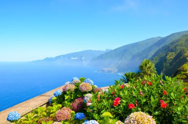 Colorful flowers and beautiful northern coast of Madeira Island, Portugal. Typical Hydrangea, Hortensia flowers. Amazing coast by Ribeira da Janela. Green landscape by Atlantic ocean. Eternal spring clipart