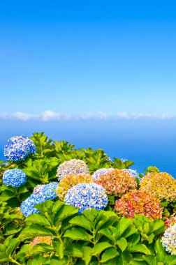 Arka planda mavi okyanus suyuyla çekilmiş renkli ortanca çiçekleri. Portekiz adaları Madeira ve Azores için tipik bir Hortensiya çiçeği. Atlantik Okyanusu manzarası. Madeiran 'ın kuzey kıyısı