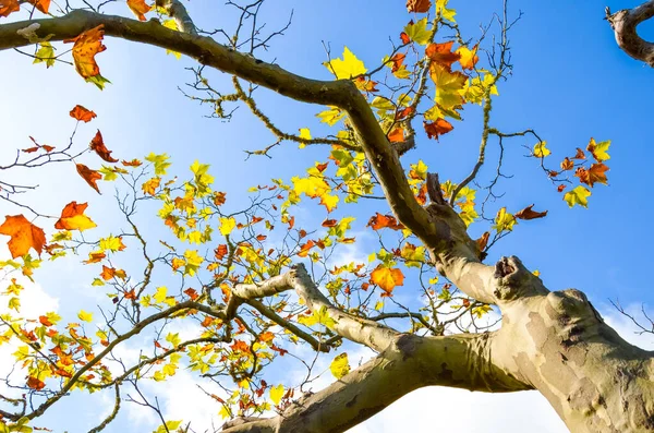 Alacsony szög kilátás juharfa ágak színes őszi levelek. Őszi koncepció, színes lombozat. Kék ég a háttérben. Napsütéses nap az indiai nyár alatt. Az év szezonja — Stock Fotó