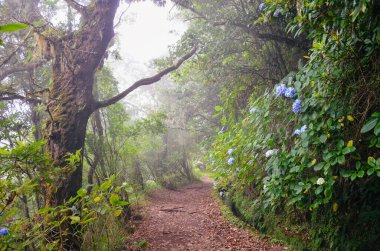 Levada do Caldeirao Verde Yolu, Madeira Adası, Portekiz 'deki ormanda sisli yürüyüş yolu. Ortanca, hortensiya çiçekleri. Sisli orman. Levada yürüyüşü. Sis içinde yürüyüş. Portekiz turistik cazibesi
