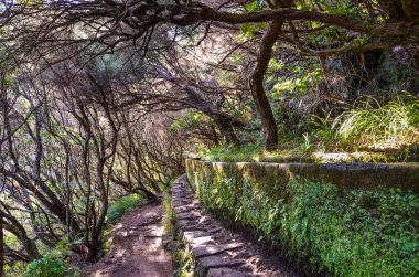 Laurel Ormanı 'nda yürüyüş parkurunda, Portekiz' in Madeira adasında Levada 25 Fontes 'in bir parçası. Sulama sistemi, dar taş patika ve defne ağaçları. Laurissilva, Laurisilva. Madeira yürüyüşü. Doğal miras.
