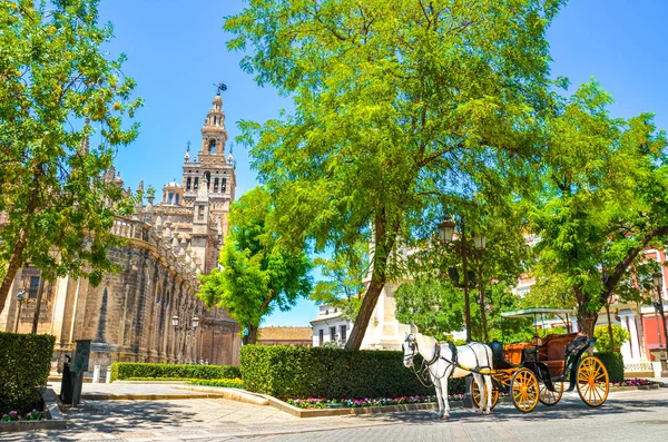Конный экипаж с белой лошадью, стоящей под деревом в историческом центре Севильи, Андалусия, Испания. Собор Севильи, Собор Пресвятой Девы Марии на заднем плане. Туризм — стоковое фото