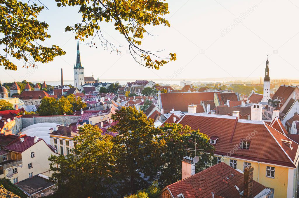Amazing skyline of Tallinn, Estonia with dominant St. Olaf's Church and Church of the Holy Spirit. View of the Estonian capital. Historical city center in sunset. Sun rays over roofs. Tree branches