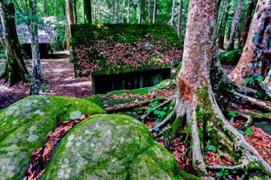 Yazlık çatı Phu Hin Rong Kla Milli Parkı, Tayland at üzerinde yosun.