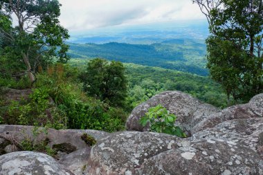 Orman ve dağ arka plan güzel taş uçurumun