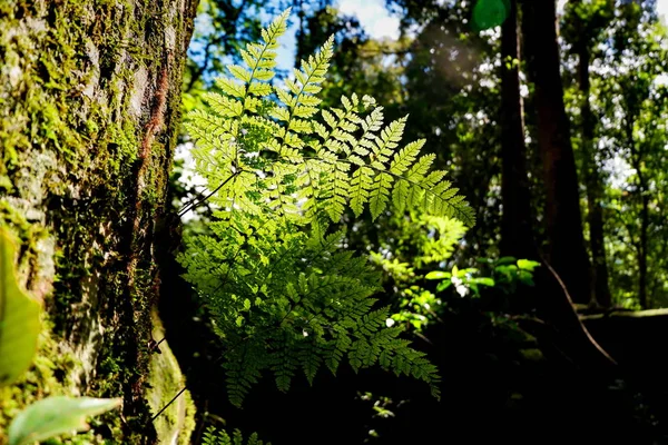 Helecho Corteza Del Árbol — Foto de Stock