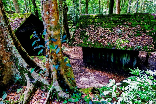 Yazlık çatı Phu Hin Rong Kla Milli Parkı, Tayland at üzerinde yosun.