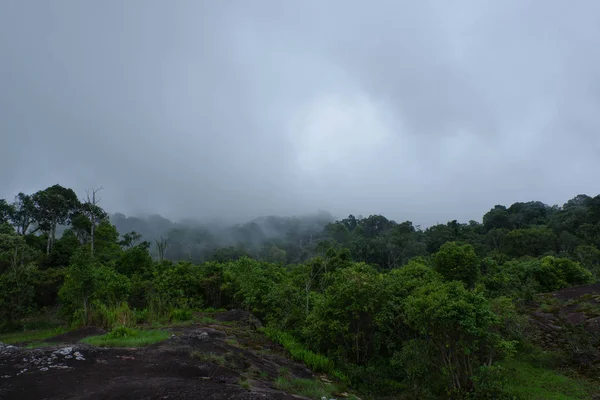 Rain Forest Mist — Stock Photo, Image