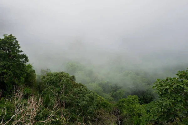 Sis Yağmur Ormanı — Stok fotoğraf