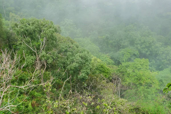 Floresta Tropical Com Névoa — Fotografia de Stock