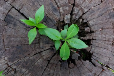 Aracılığıyla ağaç kütüğü bagajında büyüyen bitki