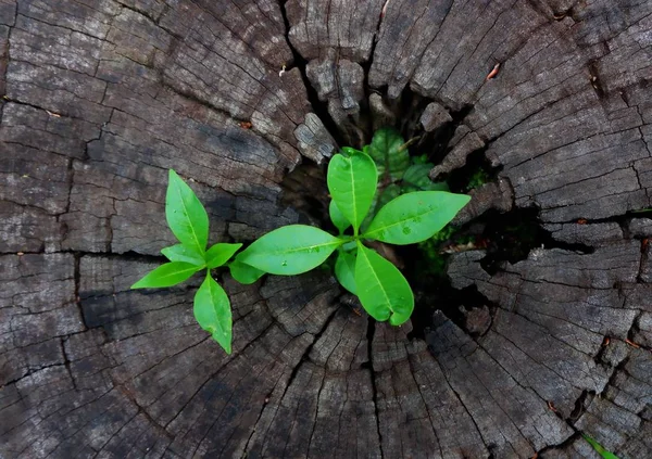 Plant Growing Trunk Tree Stump — Stock Photo, Image