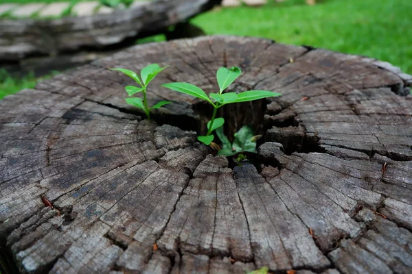 Planta Que Crece Través Del Tronco Del Tronco Del Árbol — Foto de Stock