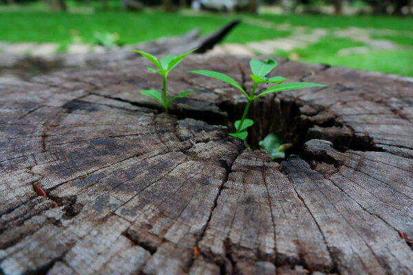 Plant growing through of trunk of tree stump