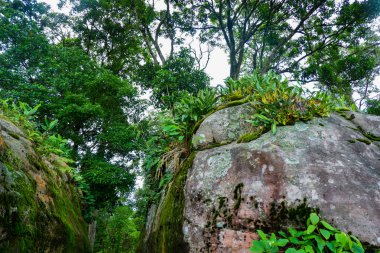 bitki ve orkide cins kaya