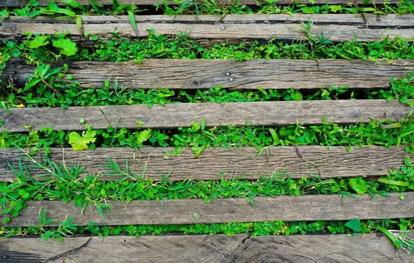 Planta Que Cresce Através Prancha Madeira — Fotografia de Stock