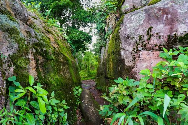 bitki ve orkide cins kaya