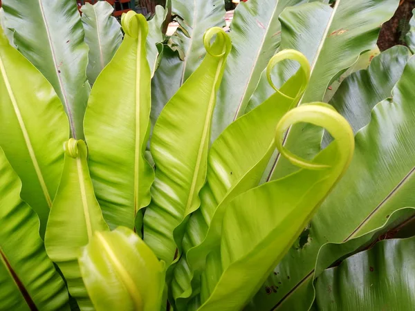 Cercanía Frescura Hojas Grandes Helecho Nido Pájaro Asplenium Nidus Jardín —  Fotos de Stock