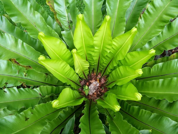 Close Freshness Big Leaves Bird Nest Fern Asplenium Nidus Tropical — Stock Photo, Image