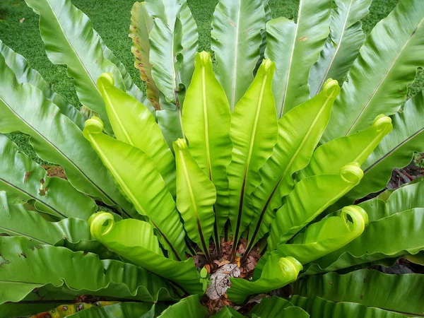 Cercanía Frescura Hojas Grandes Helecho Nido Pájaro Asplenium Nidus Jardín —  Fotos de Stock