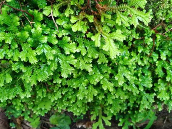 Taze Yeşil Fern Selaginella Involvens Toprak Taş — Stok fotoğraf