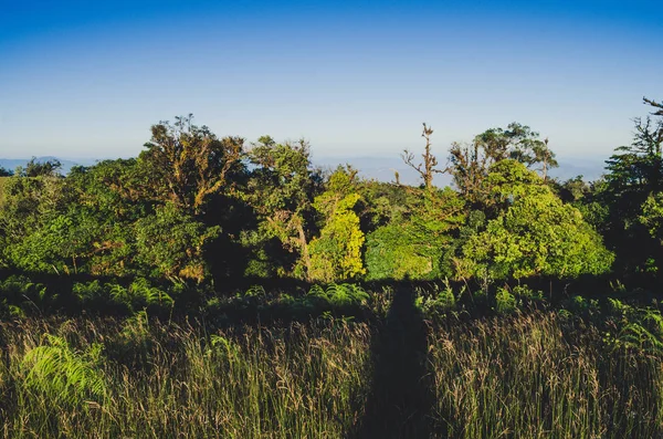 Grön Tropisk Regnskog Från Top Hill View — Stockfoto