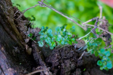küçük bitkiler doğa kaya duvarı üzerinde