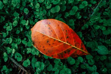 soluk yeşil arasında yağmur sonra düşen sarı yaprak