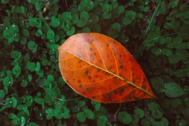 soluk yeşil arasında yağmur sonra düşen sarı yaprak