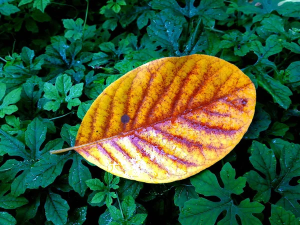 Foglia Autunnale Vena — Foto Stock