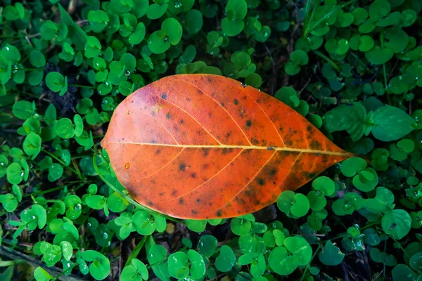 Hoja Amarilla Caída Después Lluvia Entre Las Hojas Verdes Descoloridas — Foto de Stock