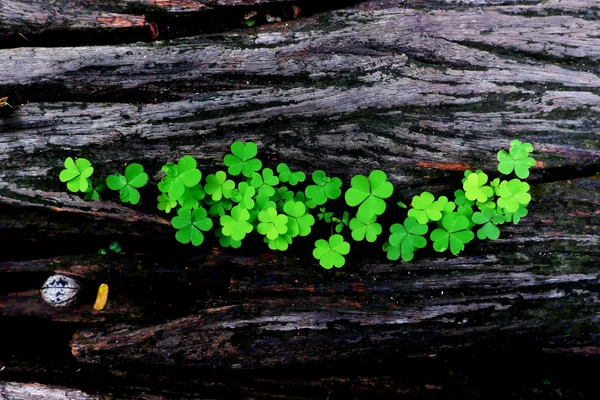 Tree Trunk Trefoil Clover Growing — Stock Photo, Image