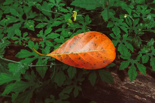 Hoja Amarilla Caída Después Lluvia Entre Las Hojas Verdes Descoloridas —  Fotos de Stock