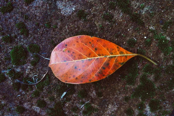 solmuş sonbahar yaprakları arasında yağmur sonra düşen sarı yaprak