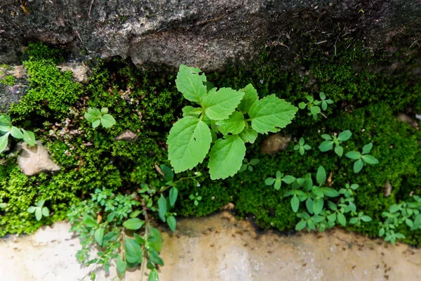 Pequenas Plantas Parede Rocha Natureza — Fotografia de Stock
