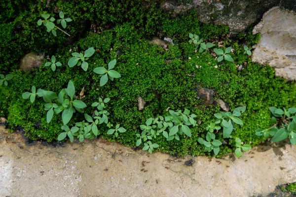 自然岩石墙壁上的小植物 — 图库照片