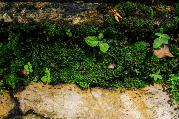 Small Plants Nature Rock Wall — Stock Photo, Image