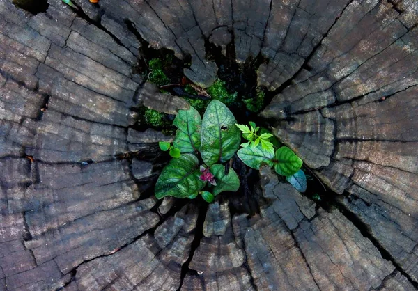 植物の木の切り株のトランクの成長を通じて — ストック写真